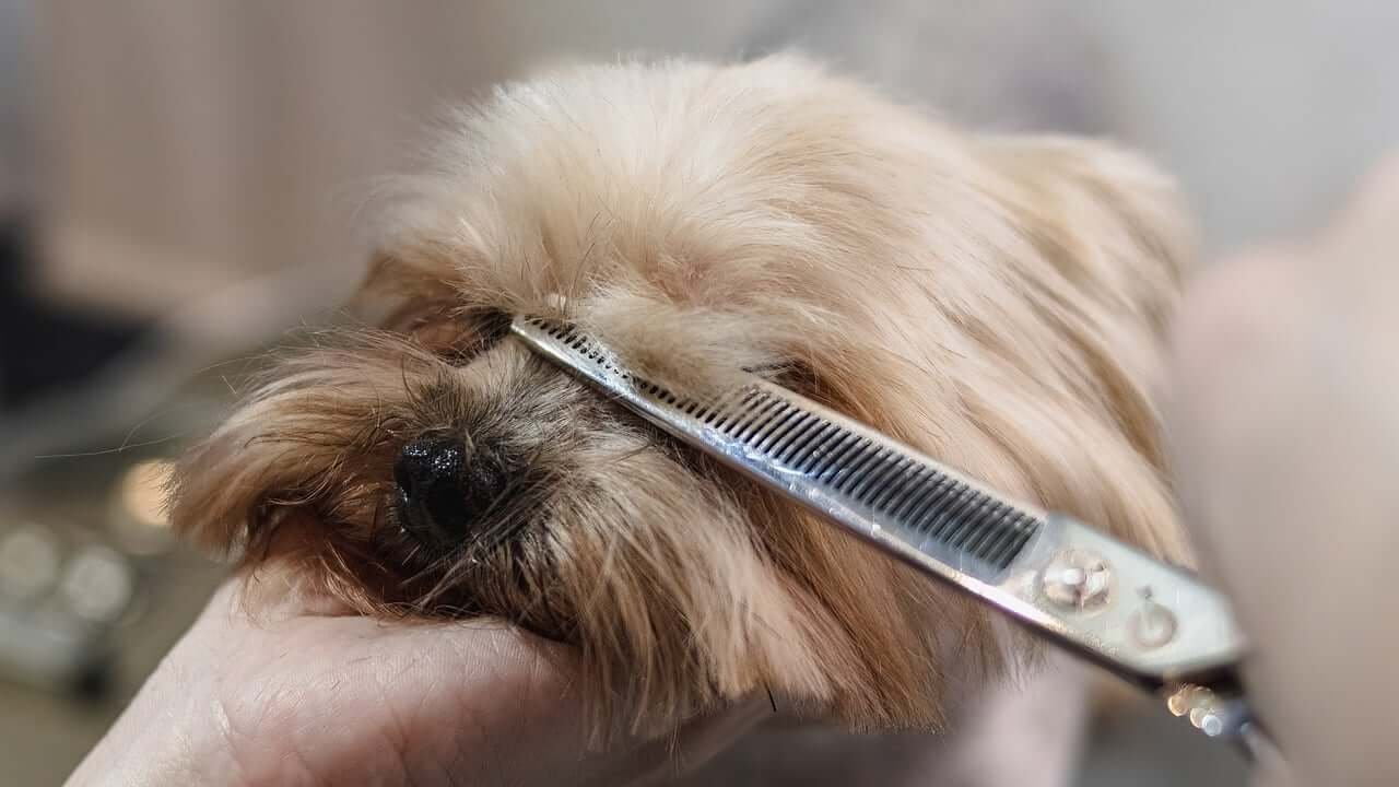 Is dog being groomed